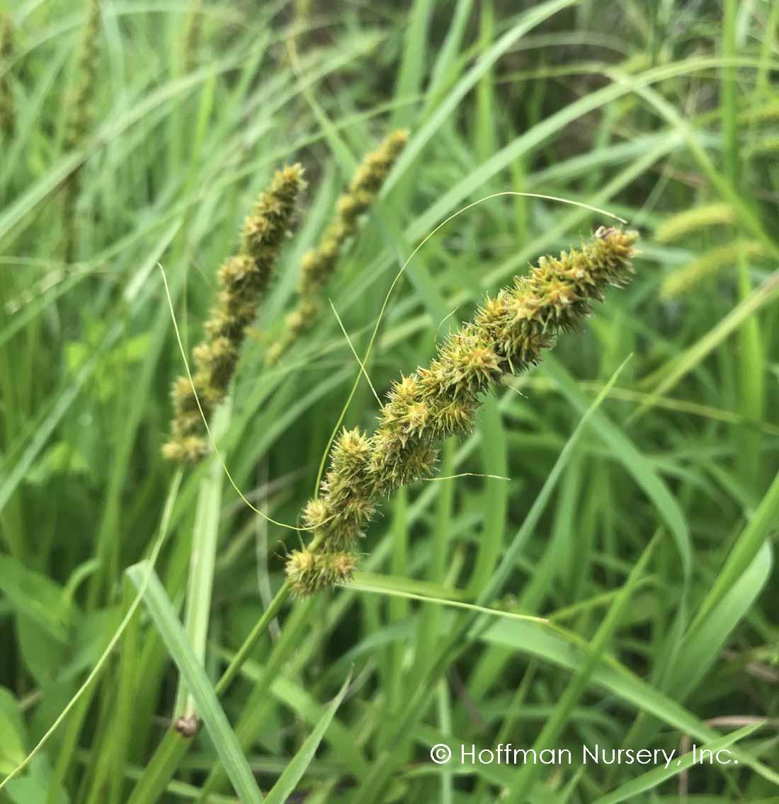 G0155 Grass, Carex Vulpinoidea - View 1 from www redcrocus com