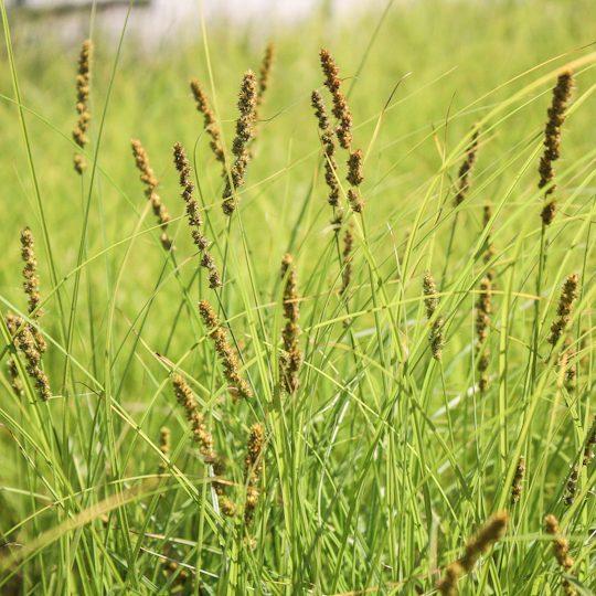 G0155 Grass, Carex Vulpinoidea - View 20 from www redcrocus com