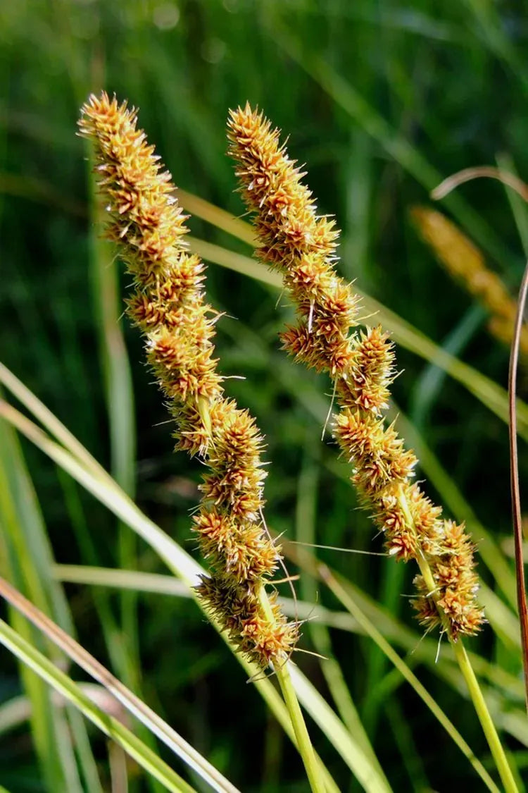 G0155 Grass, Carex Vulpinoidea - View 3 from www redcrocus com