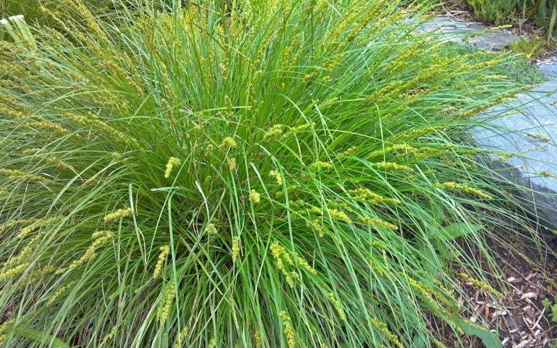 G0155 Grass, Carex Vulpinoidea - View 4 from www redcrocus com