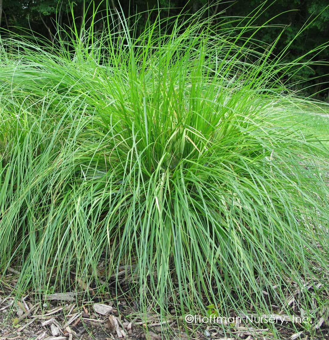 G0155 Grass, Carex Vulpinoidea - View 6 from www redcrocus com