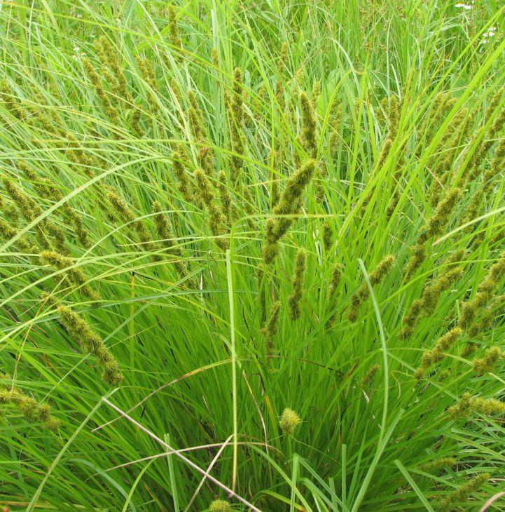 G0155 Grass, Carex Vulpinoidea - View 7 from www redcrocus com