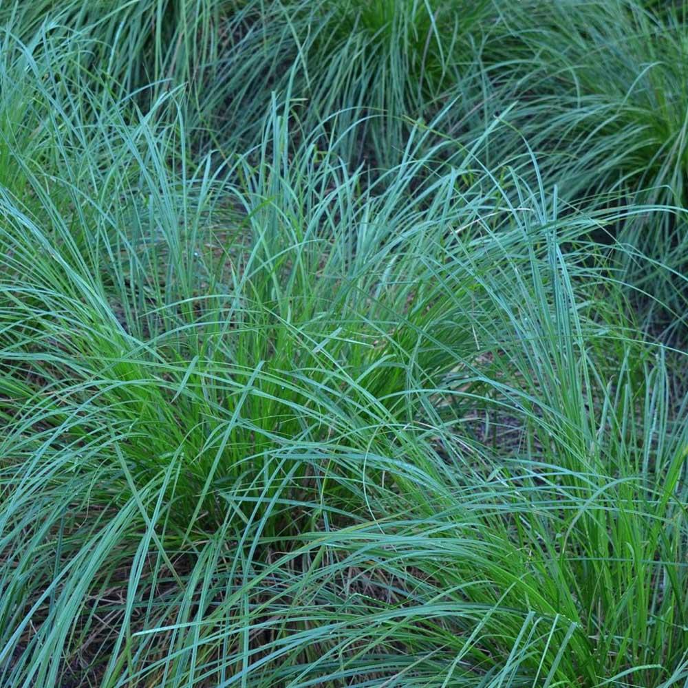 G0155 Grass, Carex Vulpinoidea - View 8 from www redcrocus com