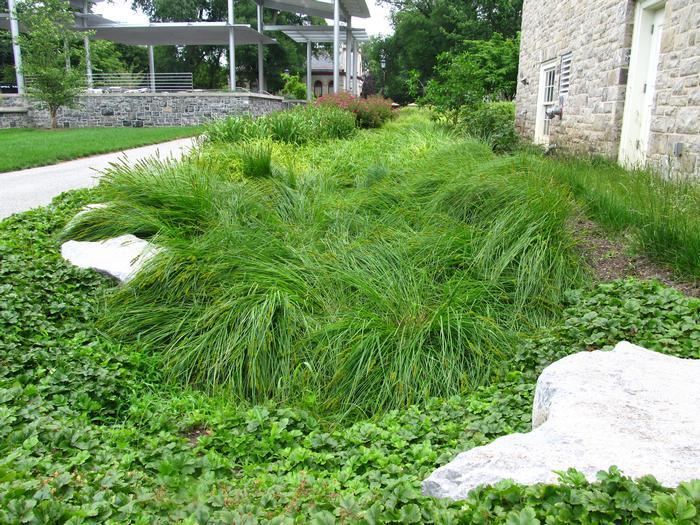 G0155 Grass, Carex Vulpinoidea - View 9 from www redcrocus com