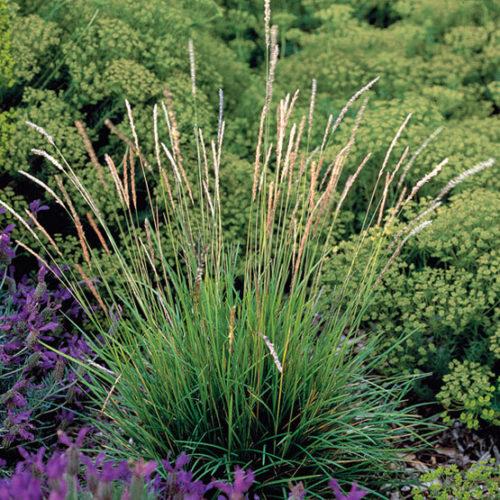 G0157 Grass, Sesleria Autumnalis - View 10 from www redcrocus com