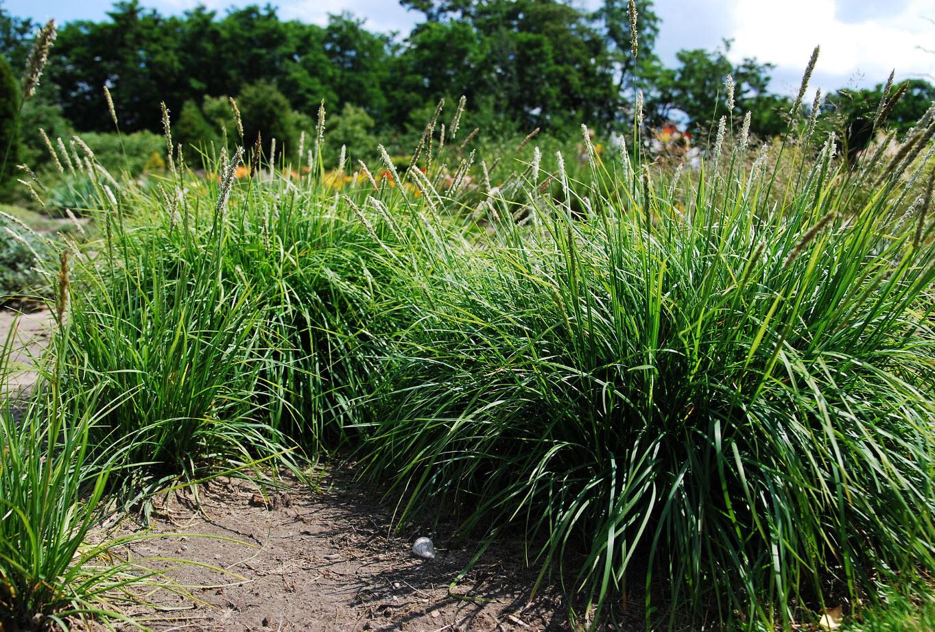 G0157 Grass, Sesleria Autumnalis - View 12 from www redcrocus com