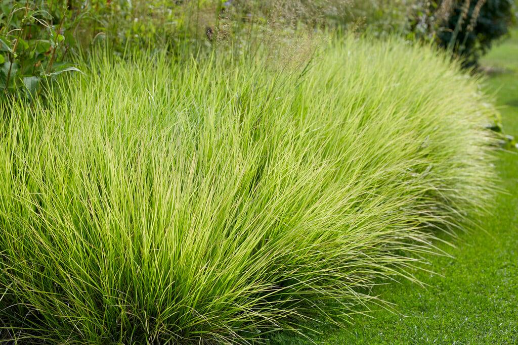 G0157 Grass, Sesleria Autumnalis - View 14 from www redcrocus com