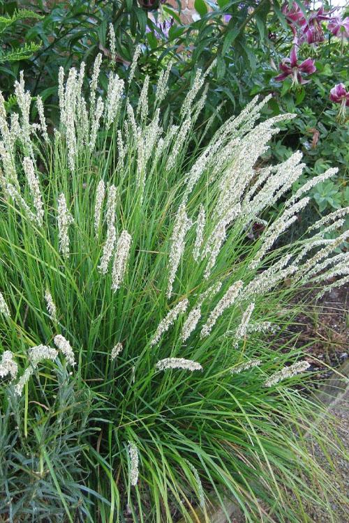 G0157 Grass, Sesleria Autumnalis - View 15 from www redcrocus com