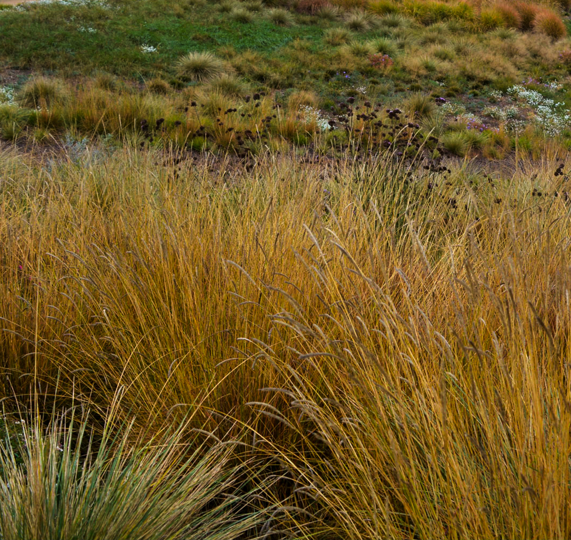 G0157 Grass, Sesleria Autumnalis - View 17 from www redcrocus com