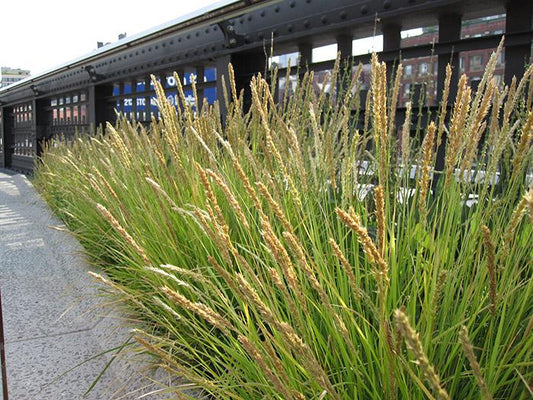 G0157 Grass, Sesleria Autumnalis - View 1 from www redcrocus com