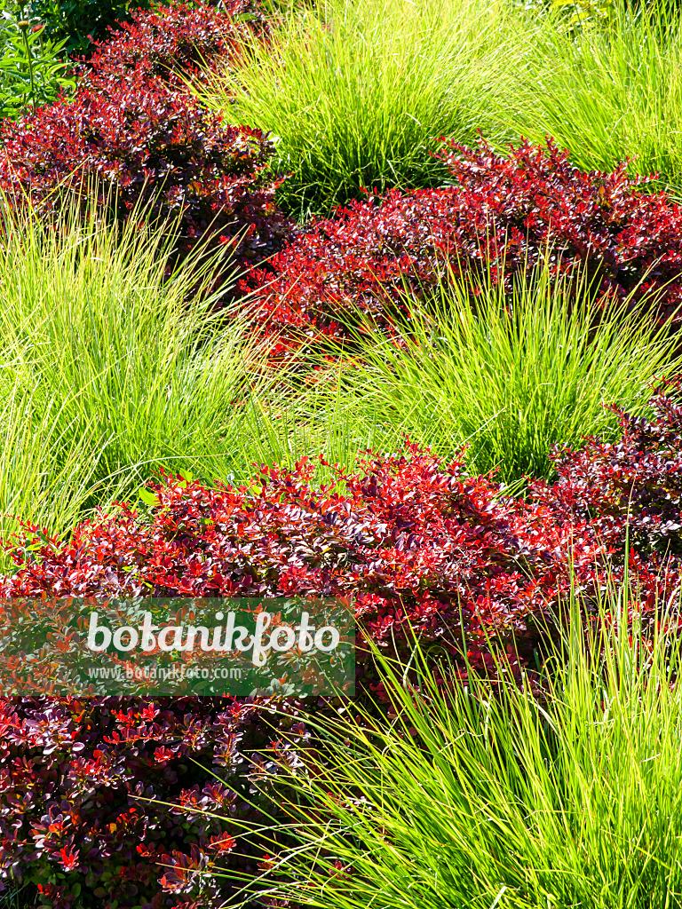 G0157 Grass, Sesleria Autumnalis - View 21 from www redcrocus com