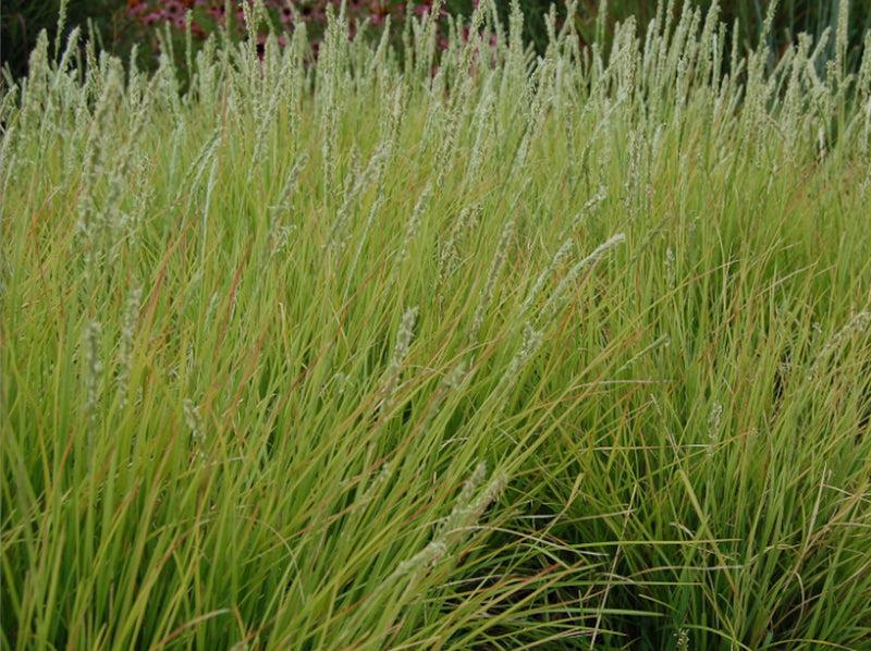 G0157 Grass, Sesleria Autumnalis - View 22 from www redcrocus com