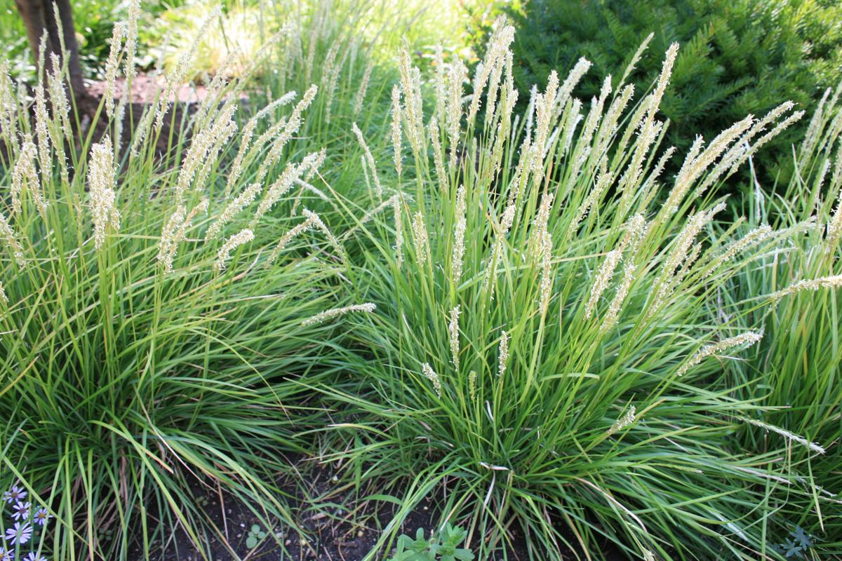 G0157 Grass, Sesleria Autumnalis - View 23 from www redcrocus com