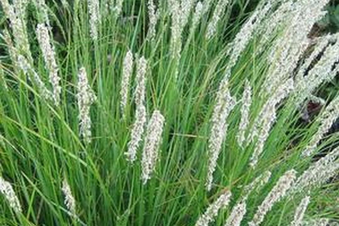 G0157 Grass, Sesleria Autumnalis - View 24 from www redcrocus com
