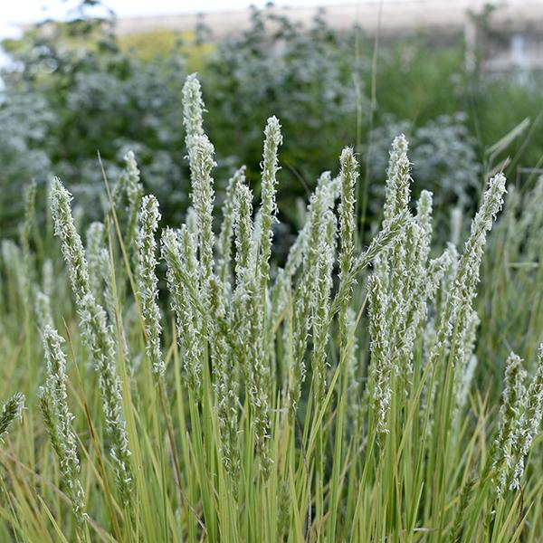 G0157 Grass, Sesleria Autumnalis - View 27 from www redcrocus com