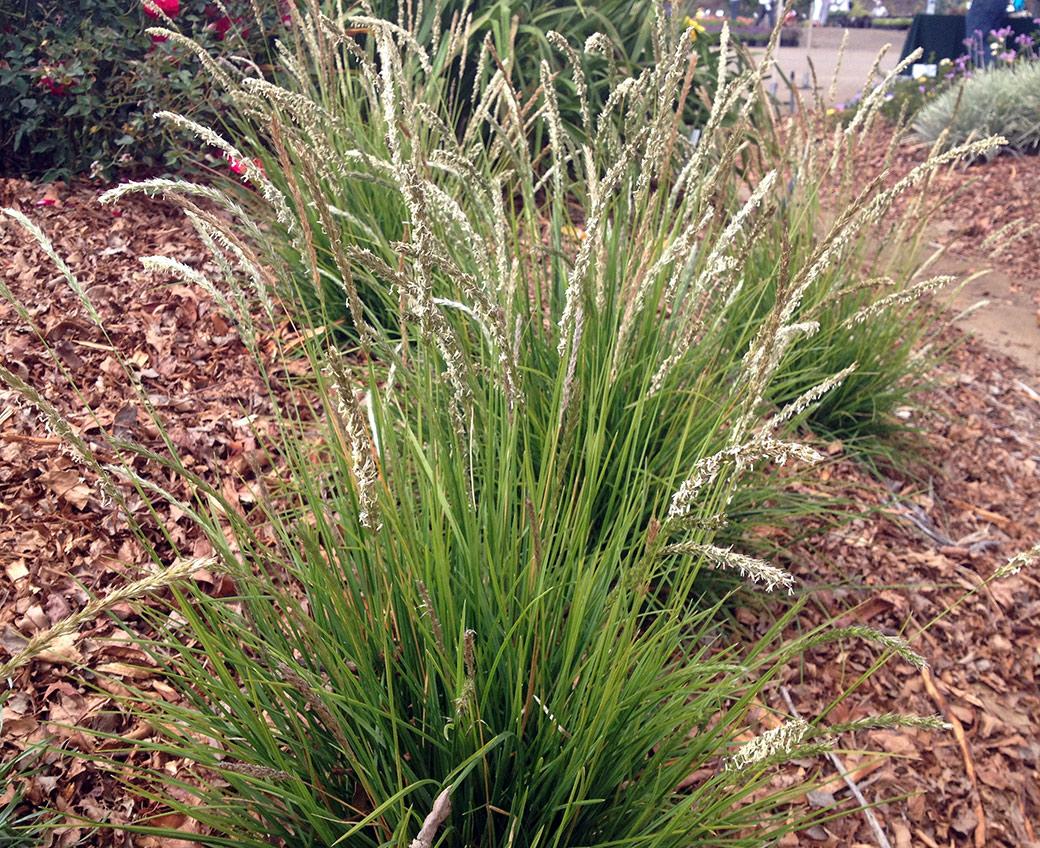 G0157 Grass, Sesleria Autumnalis - View 28 from www redcrocus com