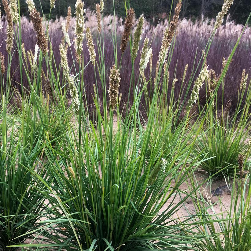 G0157 Grass, Sesleria Autumnalis - View 29 from www redcrocus com