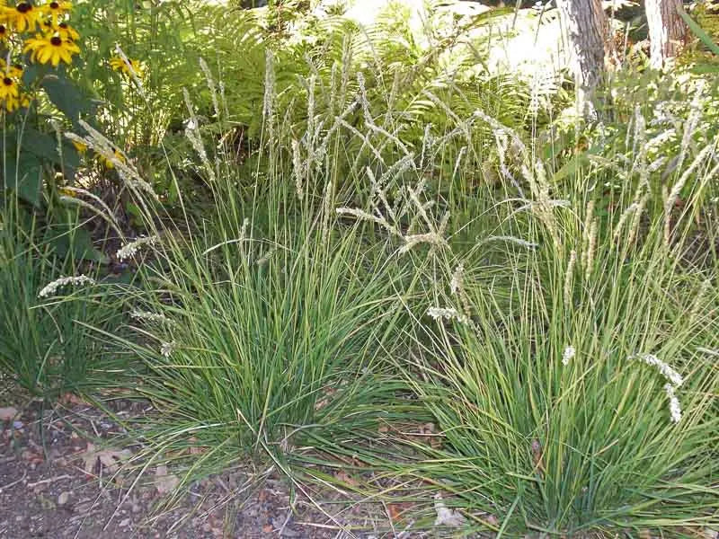 G0157 Grass, Sesleria Autumnalis - View 2 from www redcrocus com