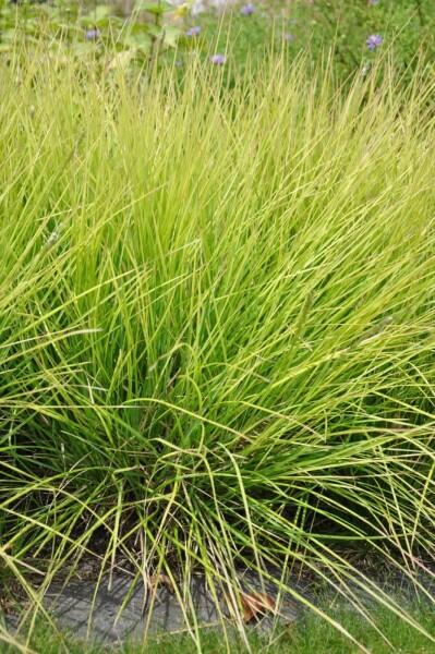 G0157 Grass, Sesleria Autumnalis - View 32 from www redcrocus com