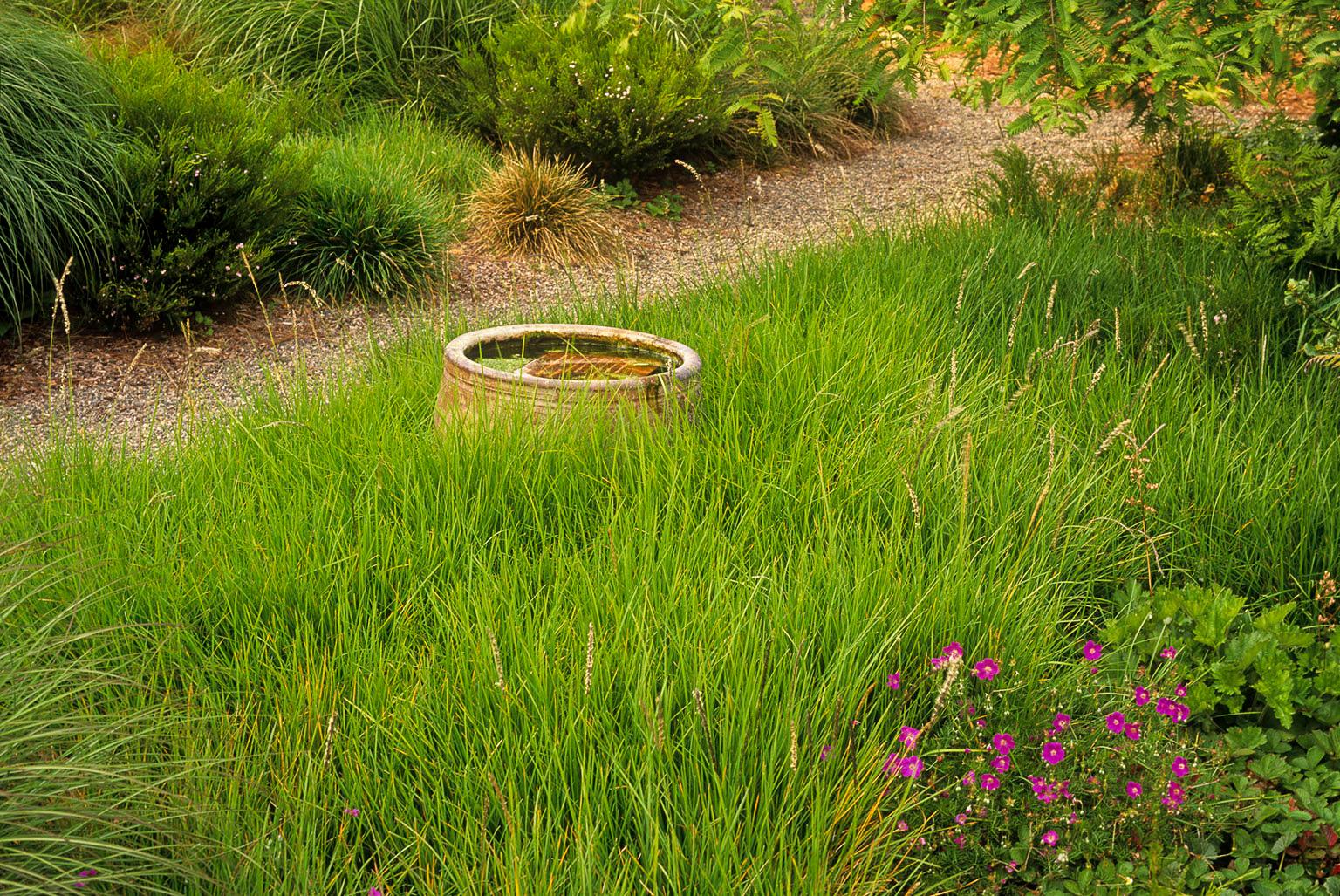 G0157 Grass, Sesleria Autumnalis - View 3 from www redcrocus com