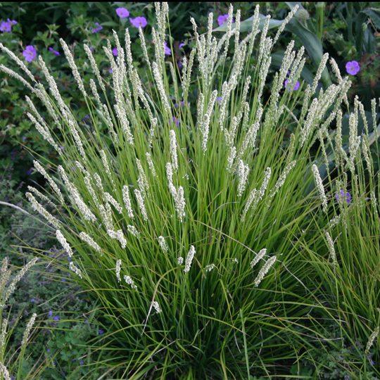 G0157 Grass, Sesleria Autumnalis - View 4 from www redcrocus com