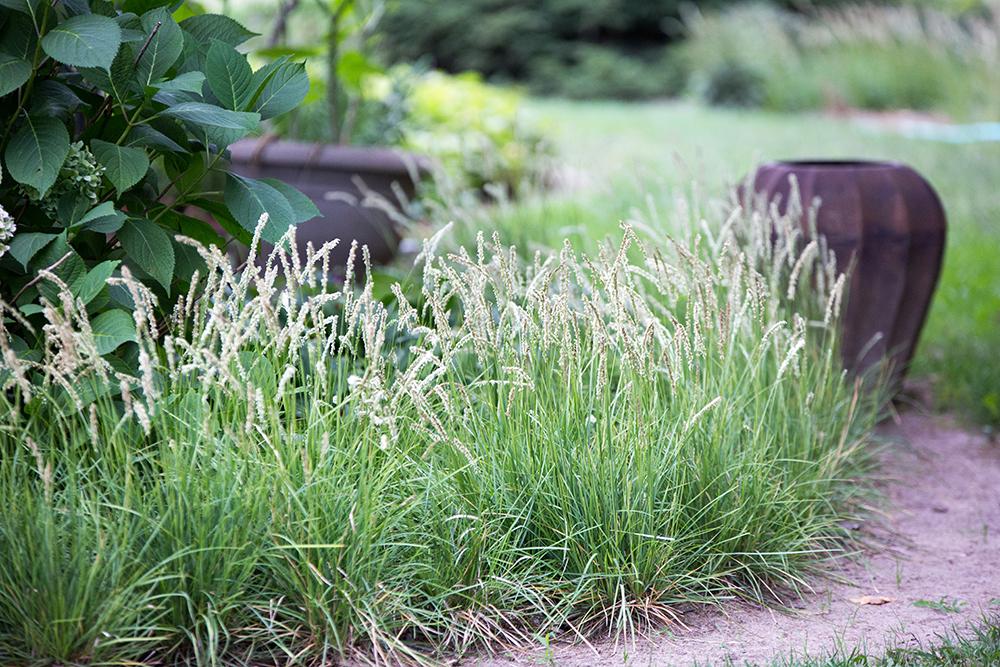 G0157 Grass, Sesleria Autumnalis - View 5 from www redcrocus com