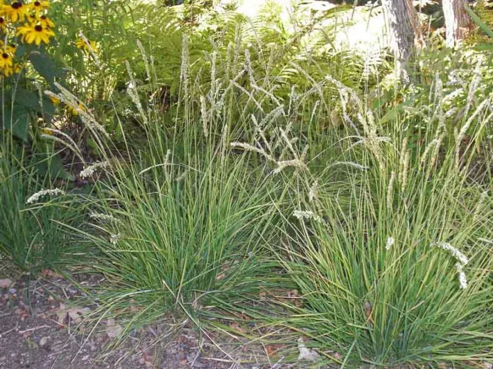 G0157 Grass, Sesleria Autumnalis - View 6 from www redcrocus com