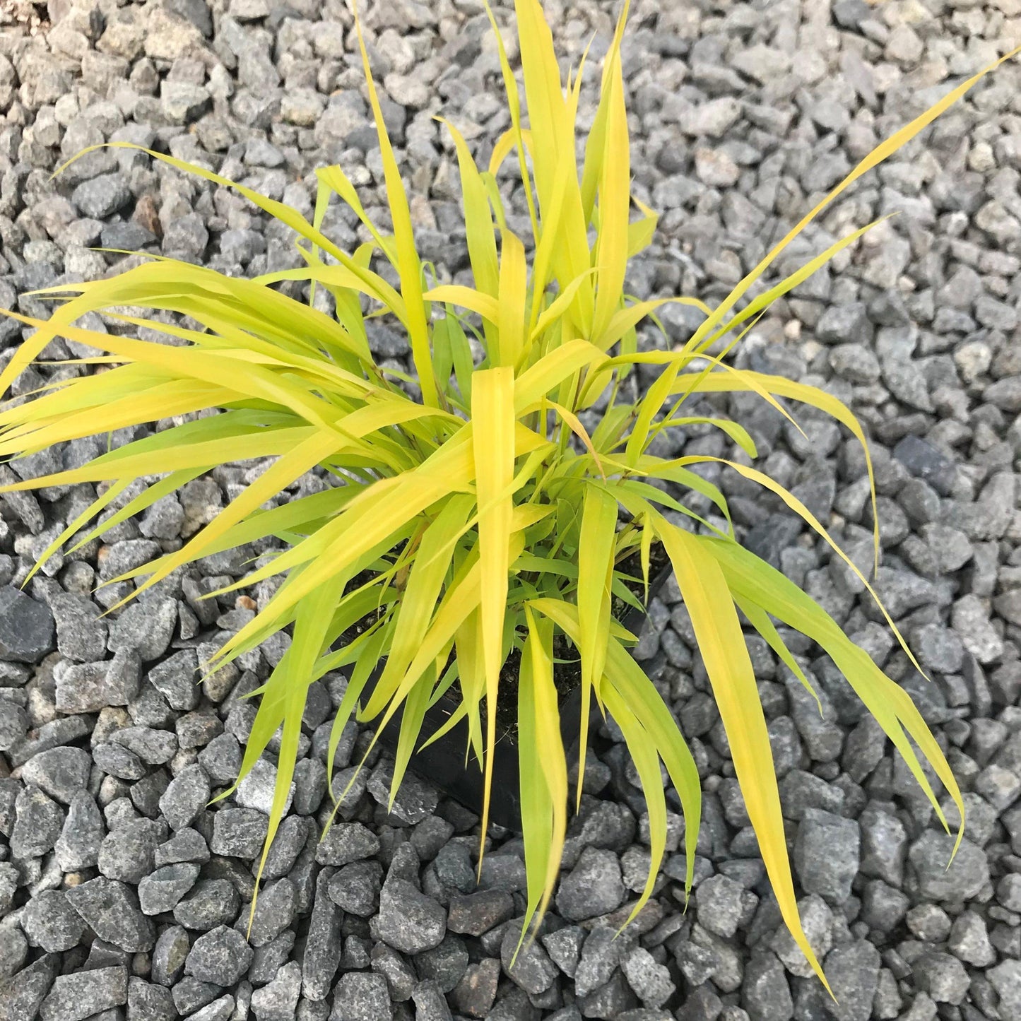 G0158 Grass Hakonechloa Macra Sunflare - View 12 from www redcrocus com
