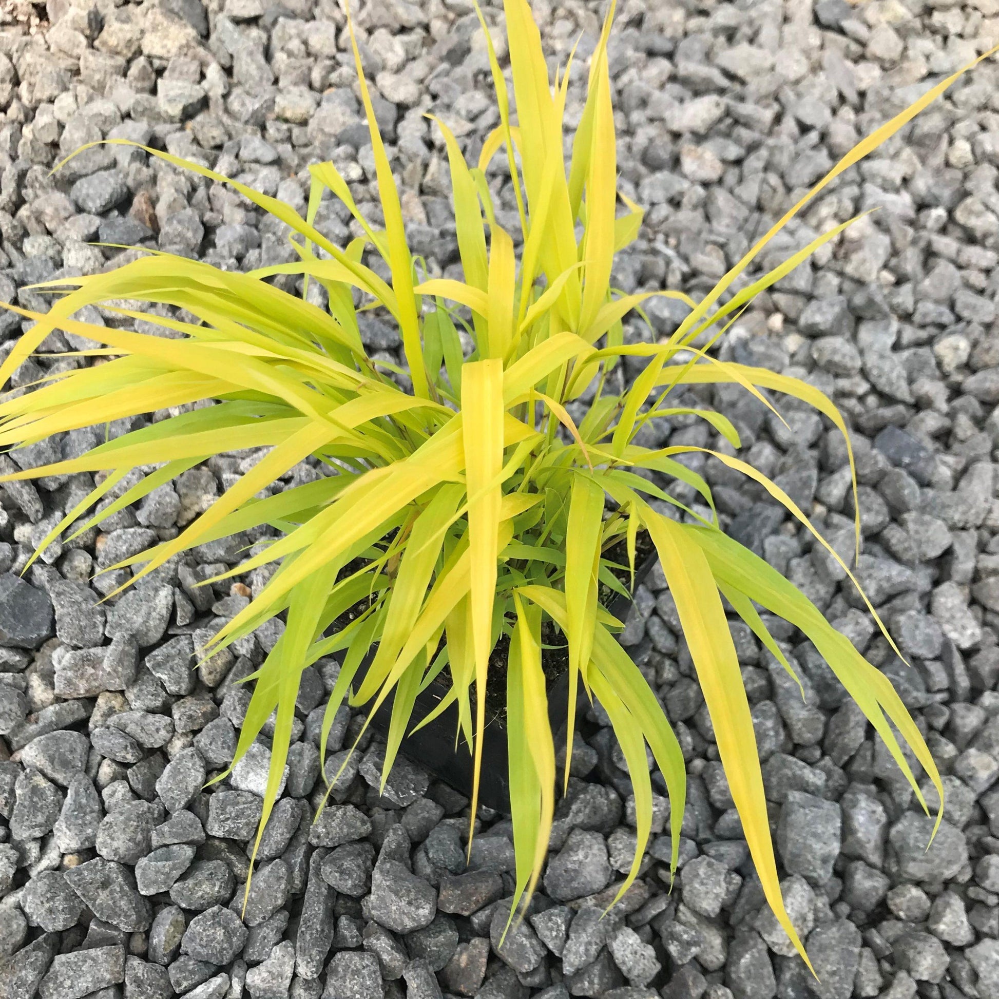 G0158 Grass Hakonechloa Macra Sunflare - View 12 from www redcrocus com