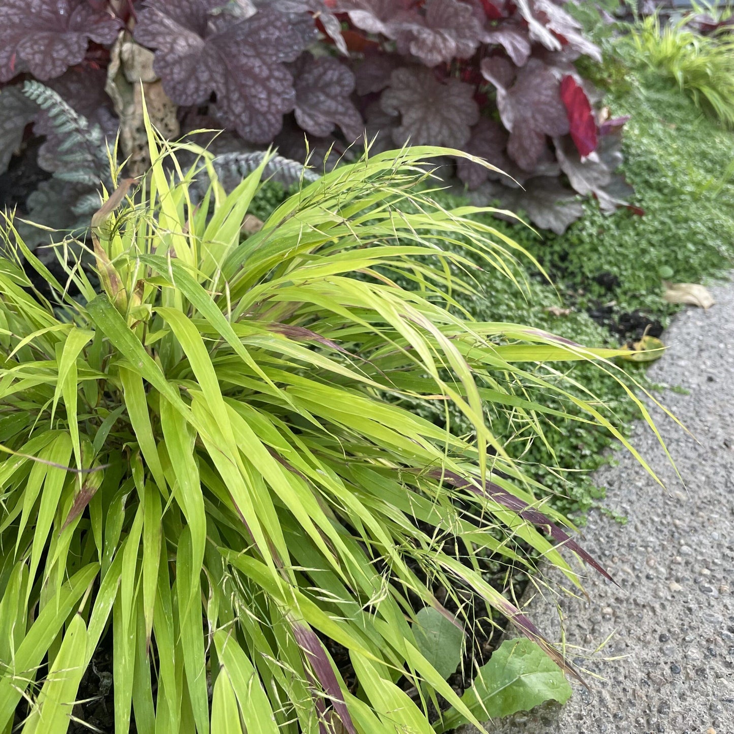 G0158 Grass Hakonechloa Macra Sunflare - View 13 from www redcrocus com