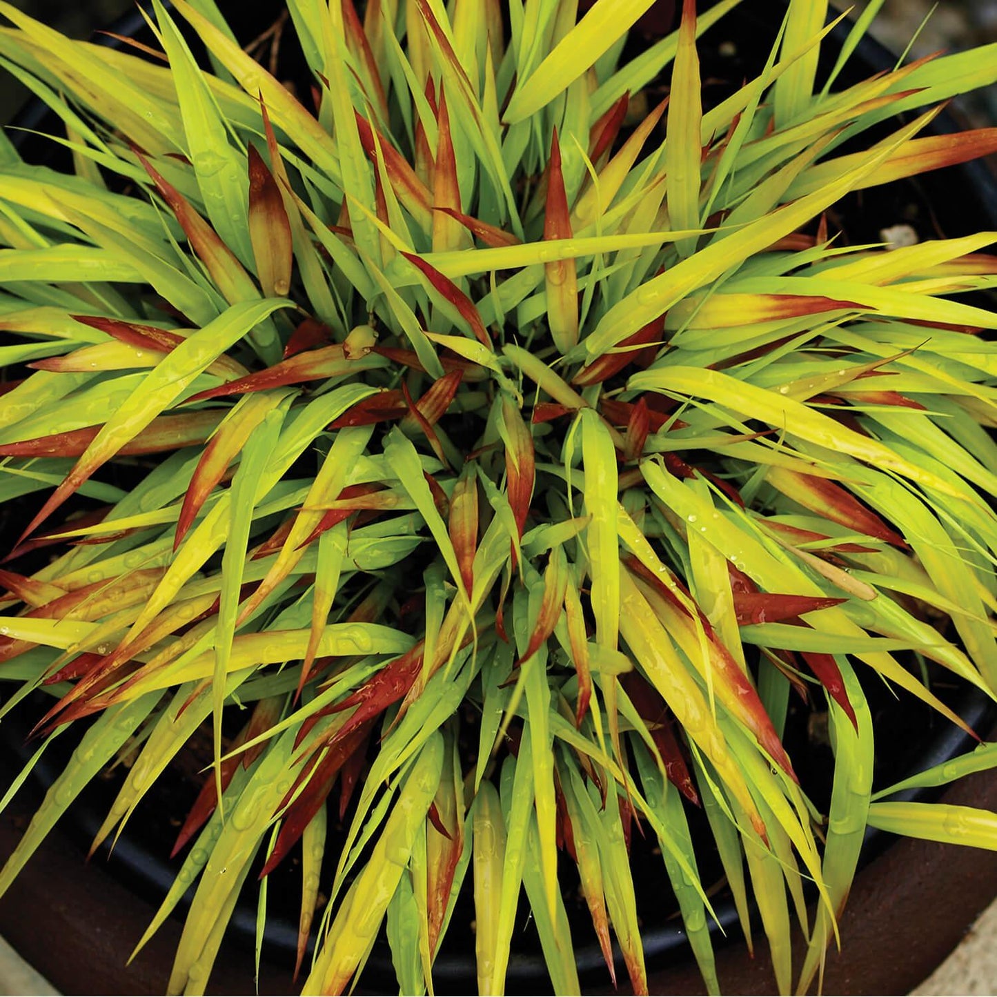 G0158 Grass Hakonechloa Macra Sunflare - View 14 from www redcrocus com