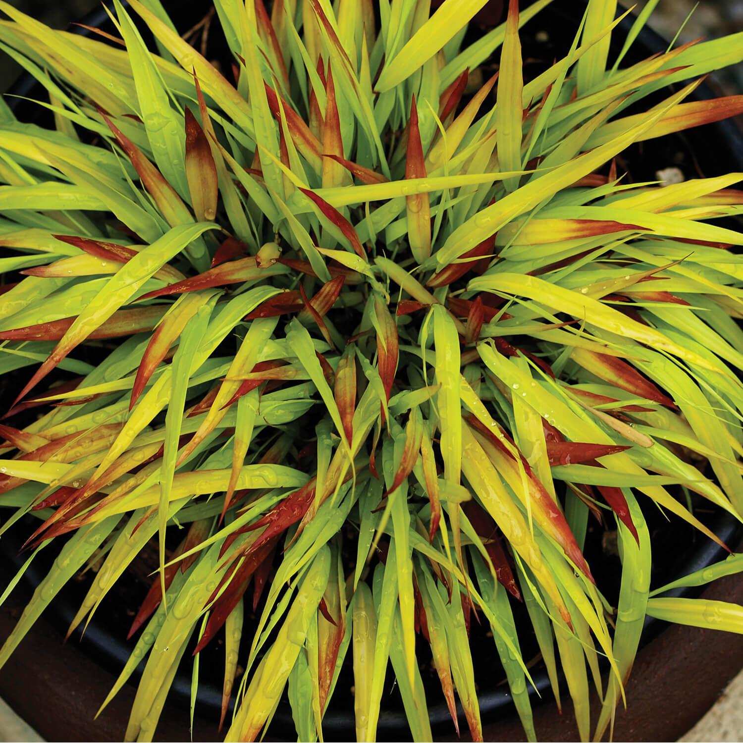G0158 Grass Hakonechloa Macra Sunflare - View 14 from www redcrocus com