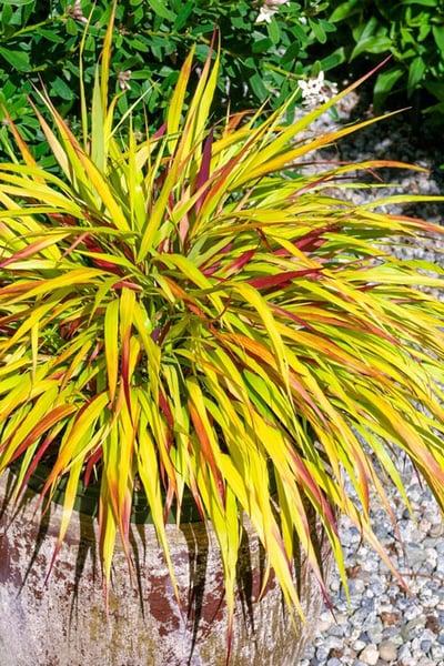 G0158 Grass Hakonechloa Macra Sunflare - View 15 from www redcrocus com
