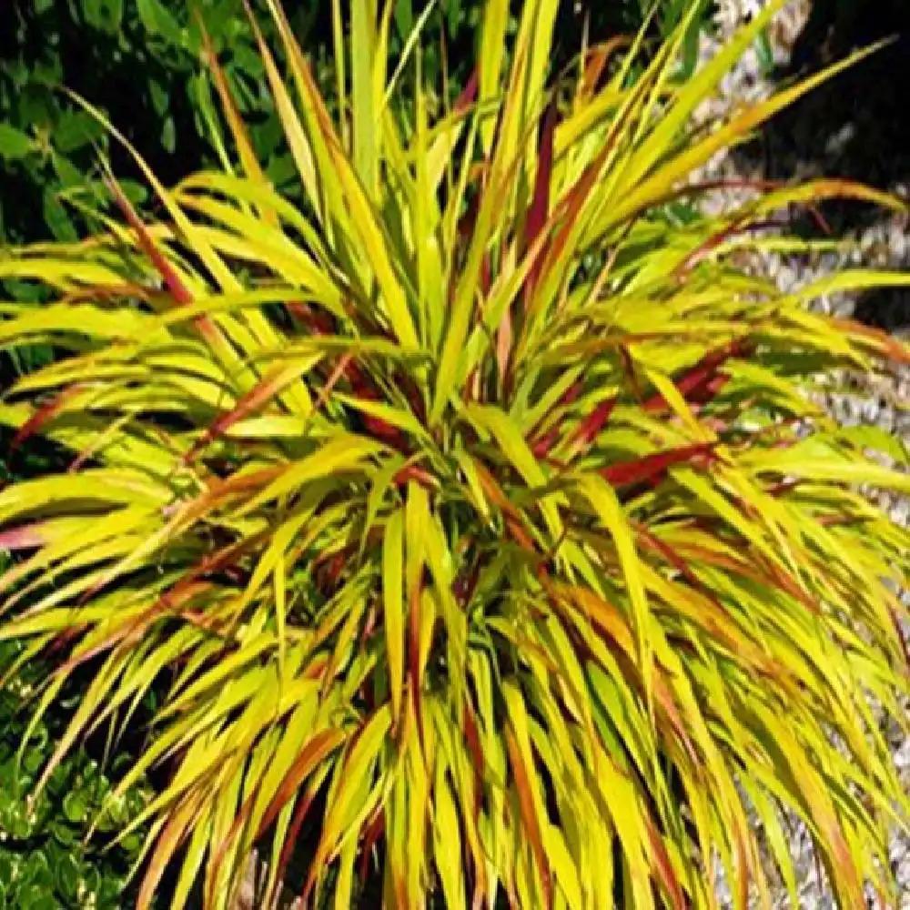 G0158 Grass Hakonechloa Macra Sunflare - View 16 from www redcrocus com