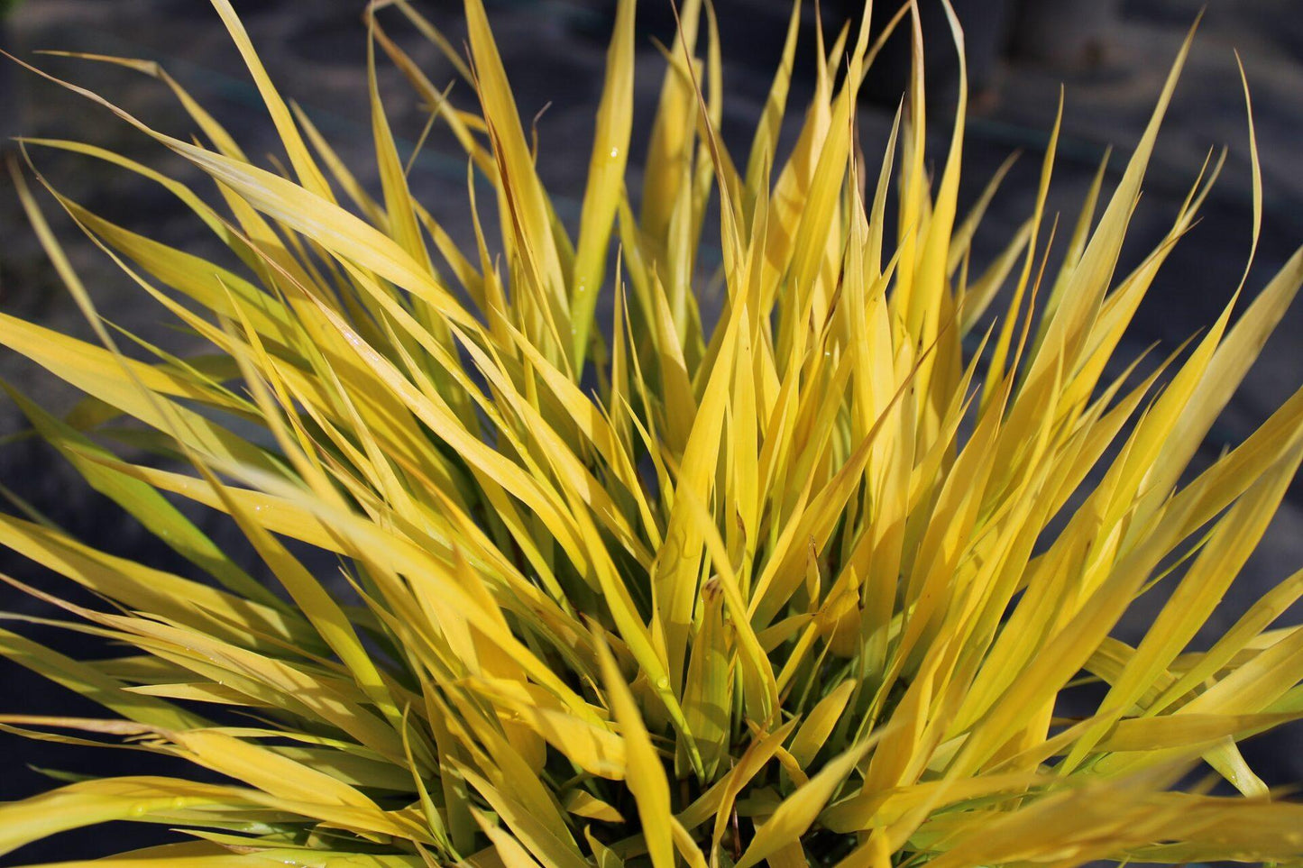 G0158 Grass Hakonechloa Macra Sunflare - View 2 from www redcrocus com