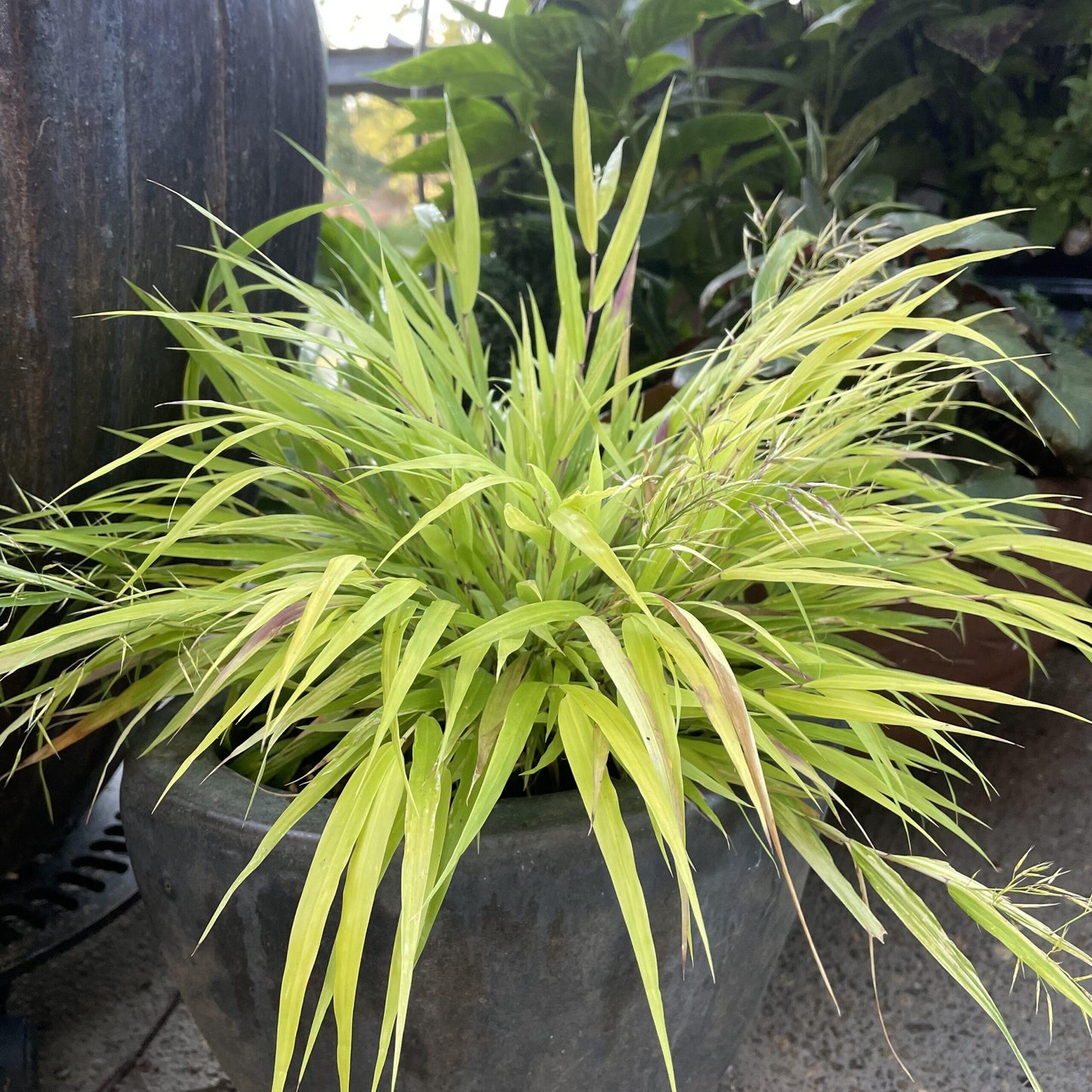 G0158 Grass Hakonechloa Macra Sunflare - View 3 from www redcrocus com