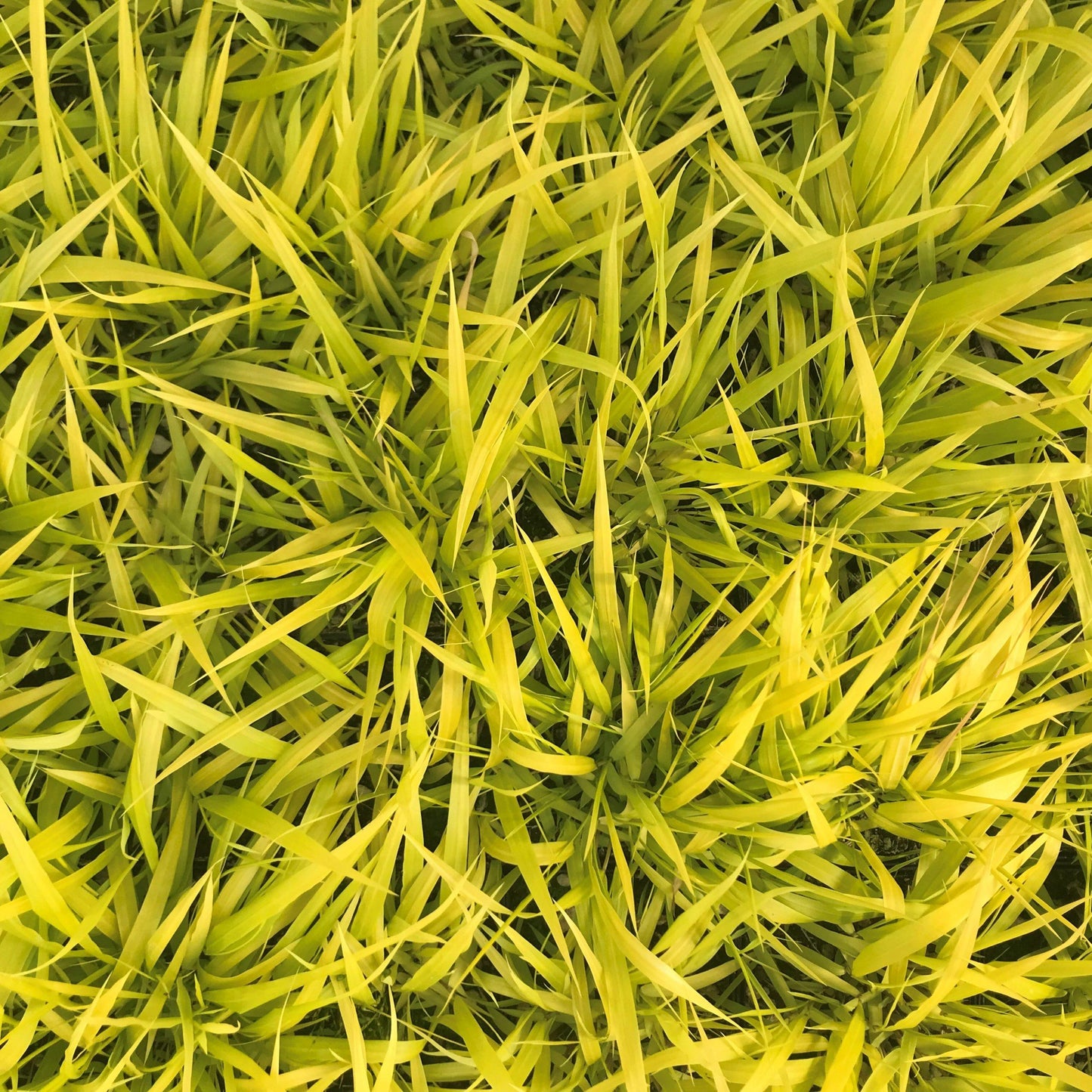 G0158 Grass Hakonechloa Macra Sunflare - View 4 from www redcrocus com