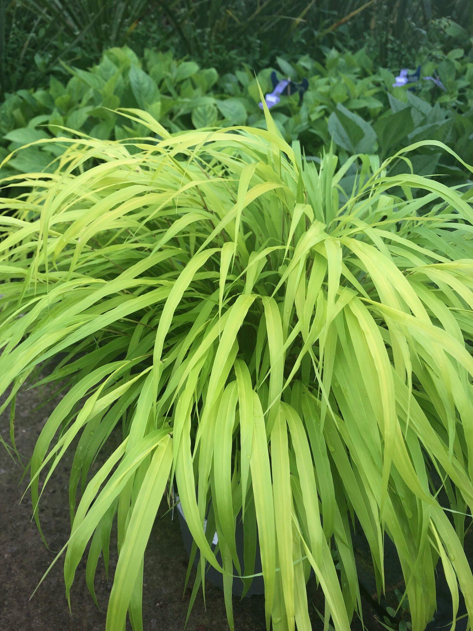 G0158 Grass Hakonechloa Macra Sunflare - View 5 from www redcrocus com