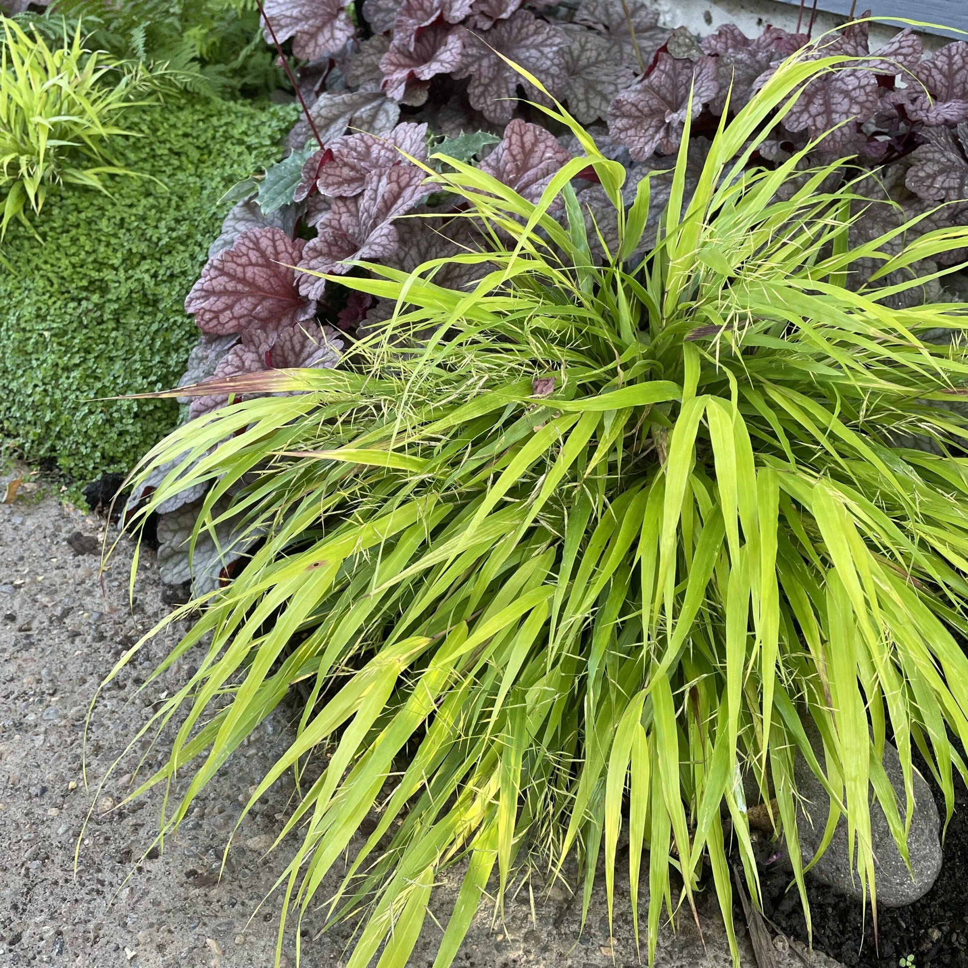 G0158 Grass Hakonechloa Macra Sunflare - View 7 from www redcrocus com