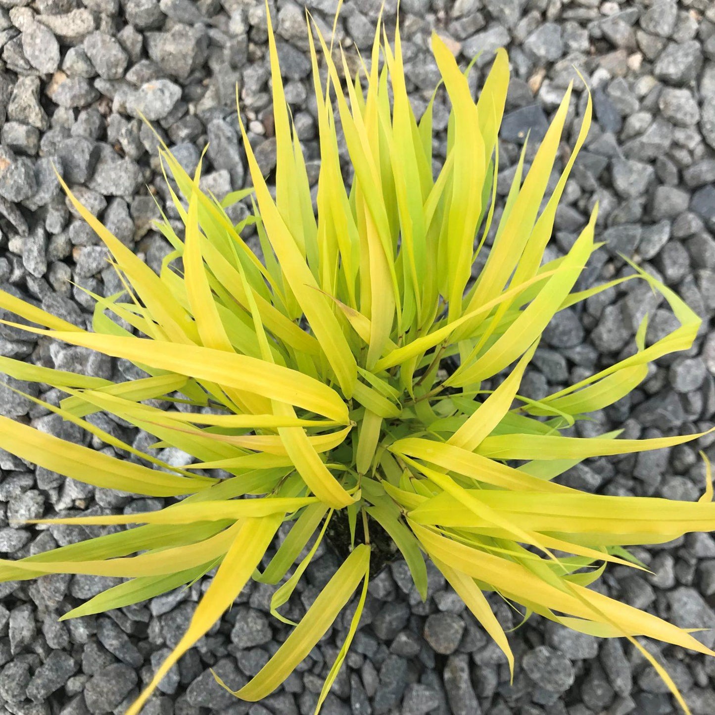 G0158 Grass Hakonechloa Macra Sunflare - View 8 from www redcrocus com