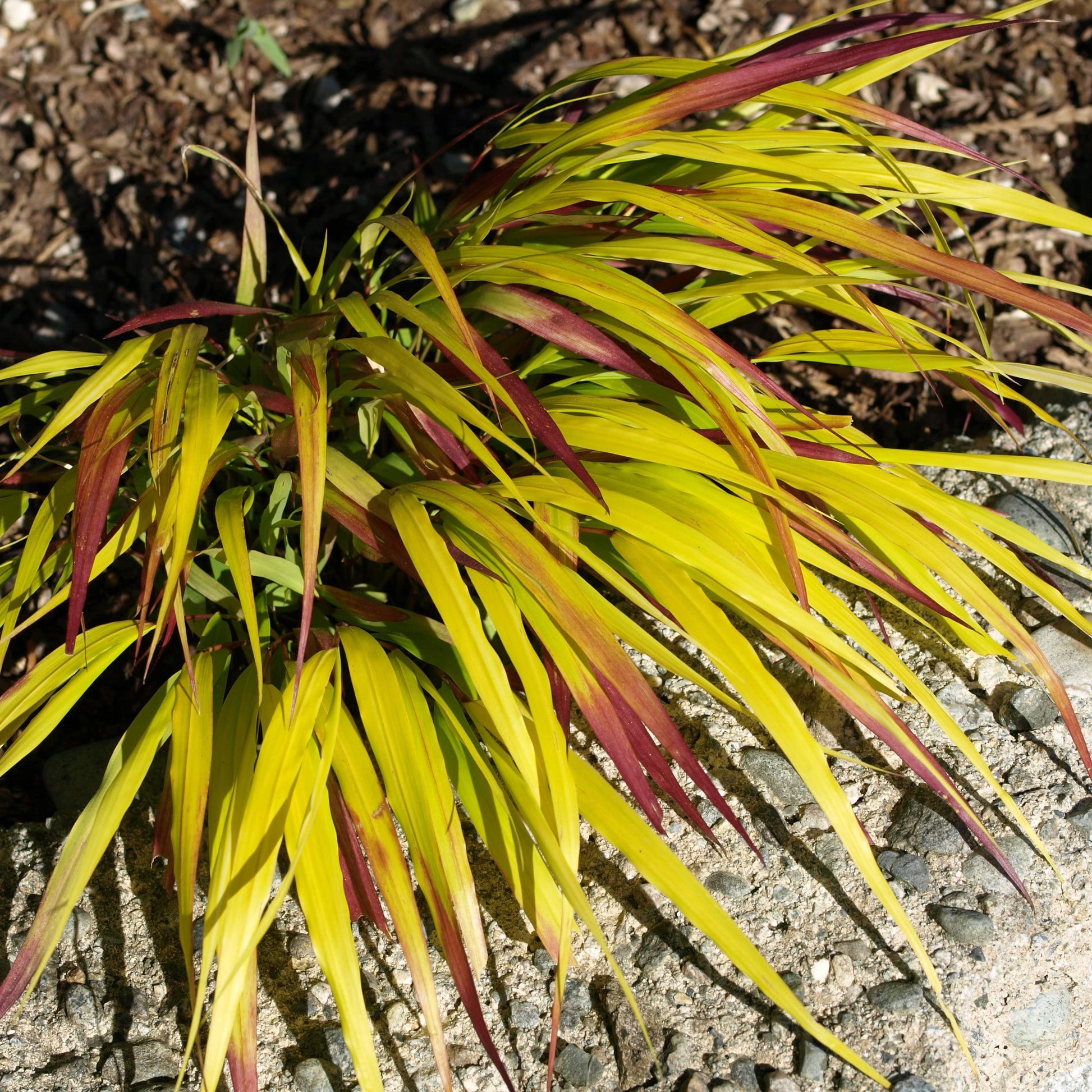 G0158 Grass Hakonechloa Macra Sunflare - View 9 from www redcrocus com