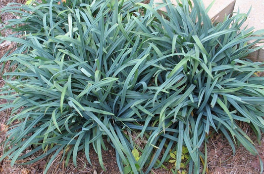 G0160 Grass, Carex 'hobb Bunny Blue' - View 17 from www redcrocus com