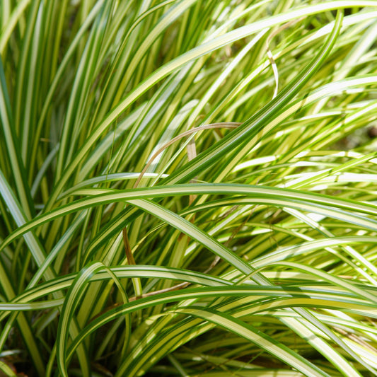 G0163 Grass, Carex 'moon Falls' - View 10 from www redcrocus com