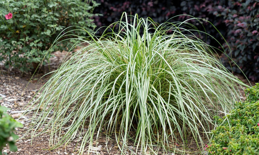 G0163 Grass, Carex 'moon Falls' - View 1 from www redcrocus com