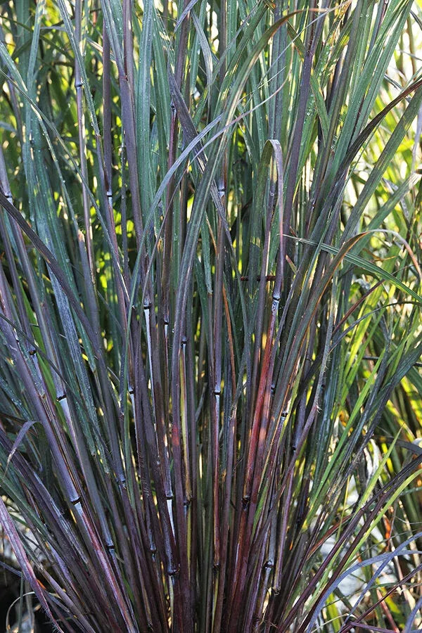 G0164 Grass, Andropogon Gerardii 'blackhawks' - View 16 from www redcrocus com