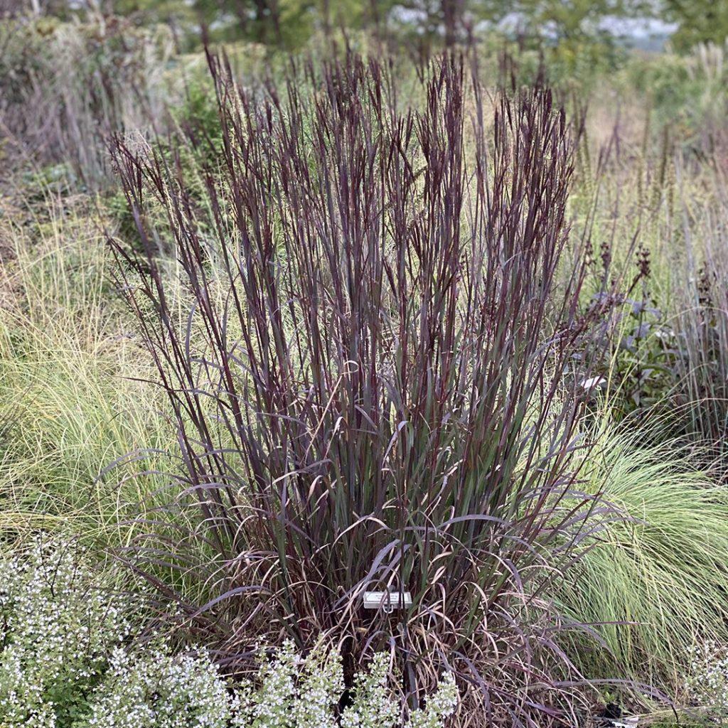 G0164 Grass, Andropogon Gerardii 'blackhawks' - View 38 from www redcrocus com