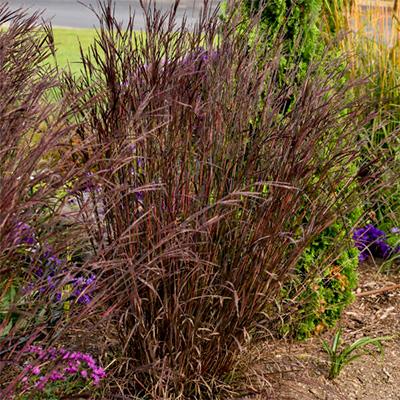 G0164 Grass, Andropogon Gerardii 'blackhawks' - View 40 from www redcrocus com