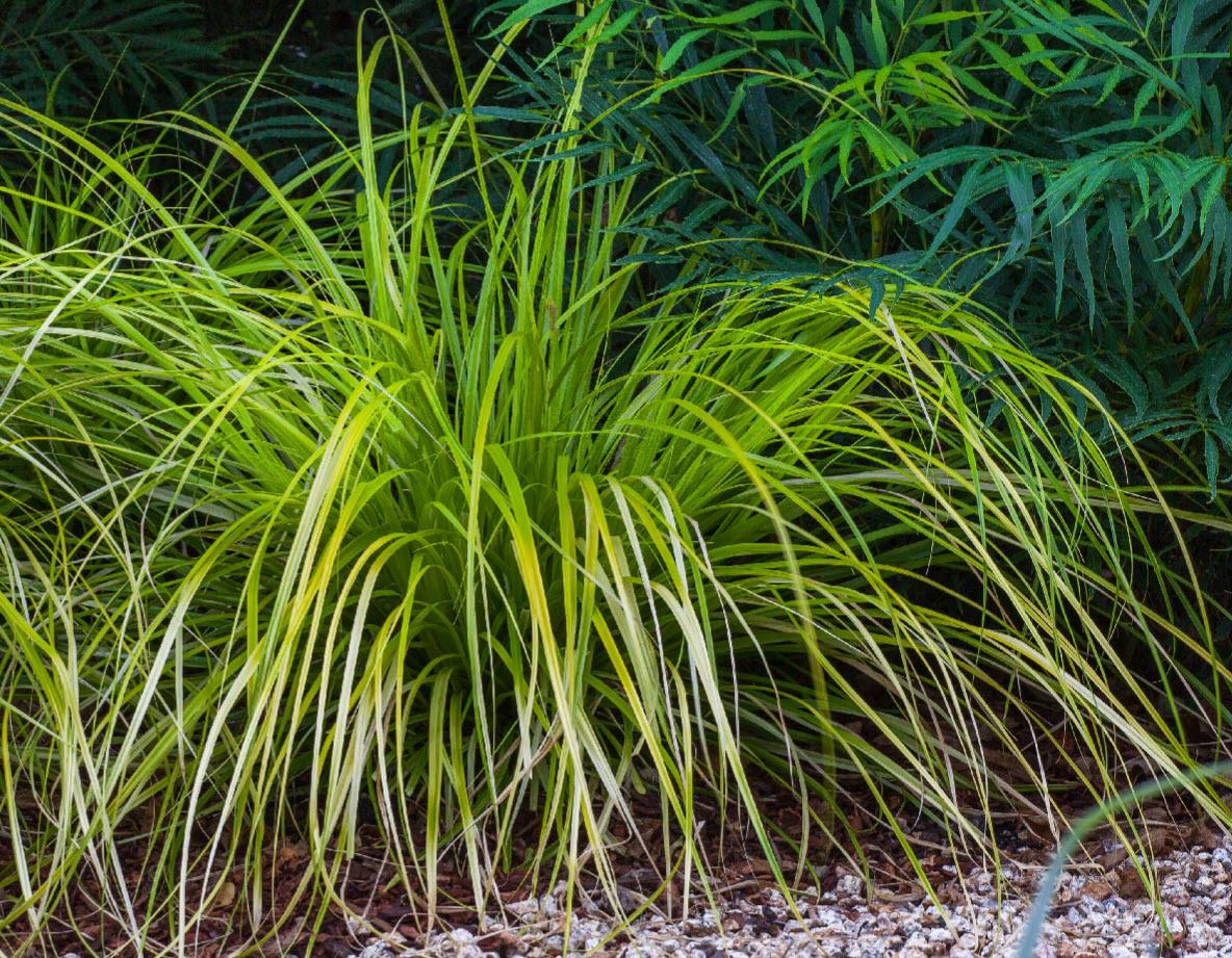 G0167 Grass, Carex Oshimensis 'everillo' - View 10 from www redcrocus com