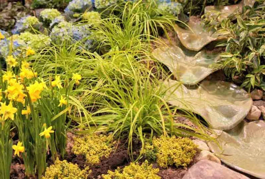 G0167 Grass, Carex Oshimensis 'everillo' - View 11 from www redcrocus com