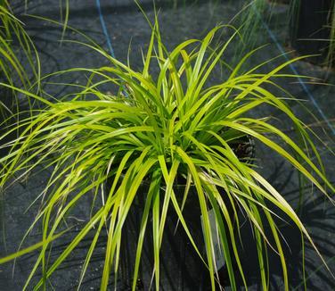 G0167 Grass, Carex Oshimensis 'everillo' - View 12 from www redcrocus com